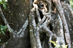 Ficus dendrocida image