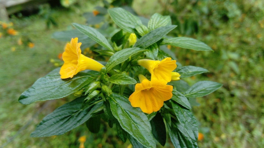 marmaladebush from Ibagué, Tolima, Colombia on December 8, 2021 at 10