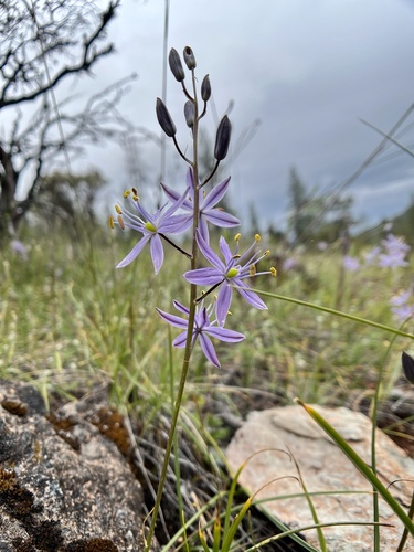 Camassia quamash ssp. walpolei