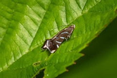 Strobisia proserpinella