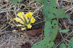 Camonea umbellata image