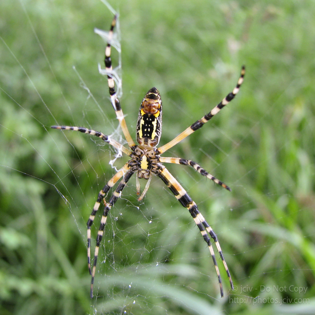 Black and Yellow Garden Spiders