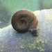 Rough Ramshorn - Photo (c) rjadams55, all rights reserved, uploaded by rjadams55