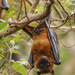 Indian Flying Fox - Photo (c) Yeray Seminario, all rights reserved, uploaded by Yeray Seminario