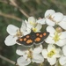 Pyrausta trimaculalis - Photo (c) Melike Kus, todos los derechos reservados, subido por Melike Kus