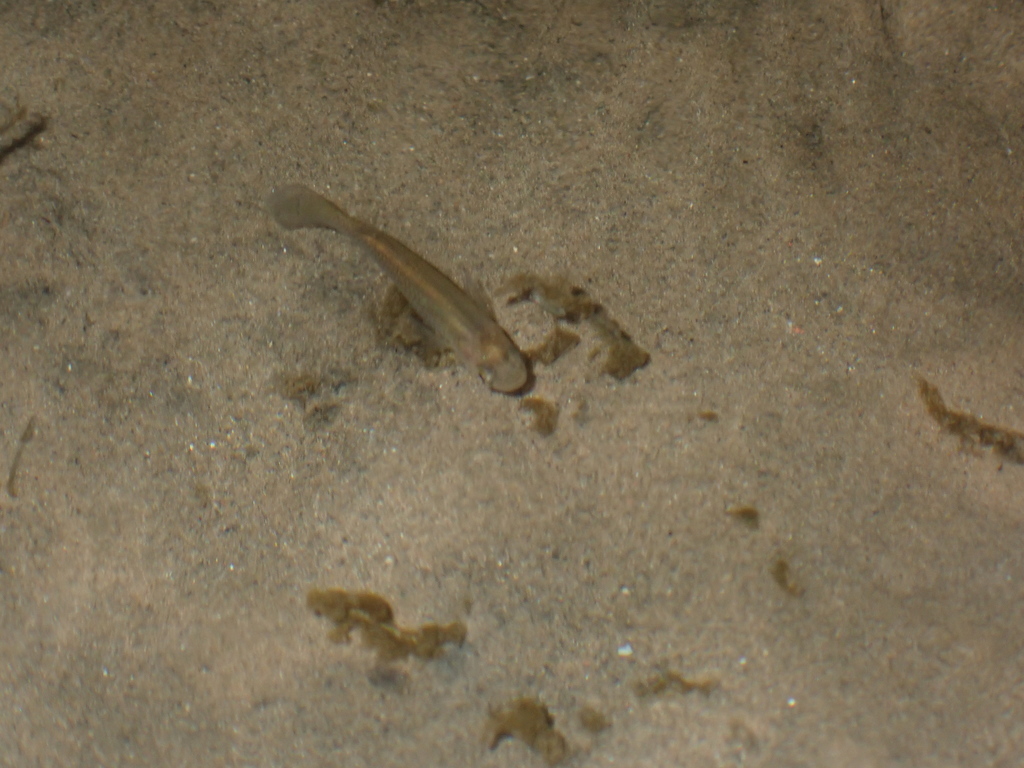 ray-finned-fishes-from-potchefstroom-2520-south-africa-on-may-10