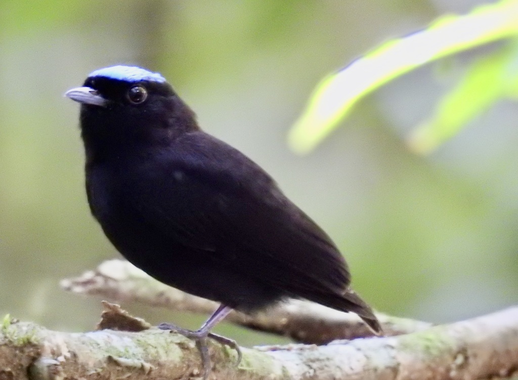 Velvety Manakin photo