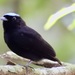 Velvety Manakin - Photo (c) Tomohide Cho, all rights reserved, uploaded by Tomohide Cho