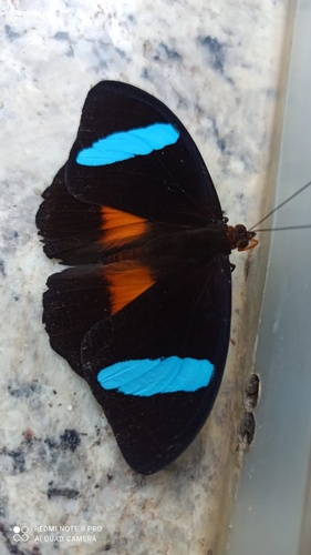 Obrinus Olivewing