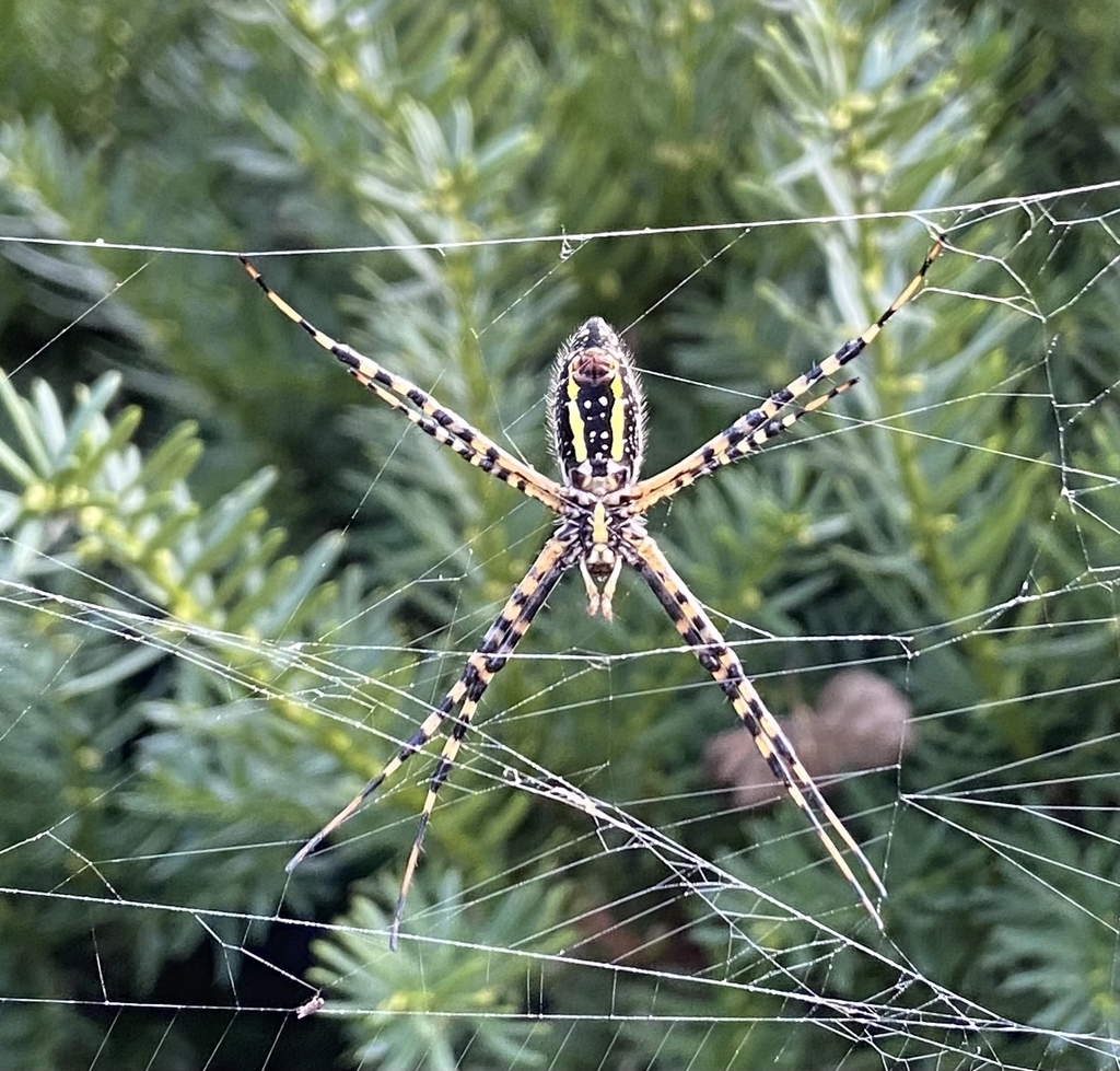 Banded Garden Spider from Elizabeth Street, Lexington, KY, USA on