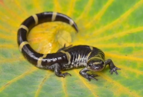 Ringed Salamander