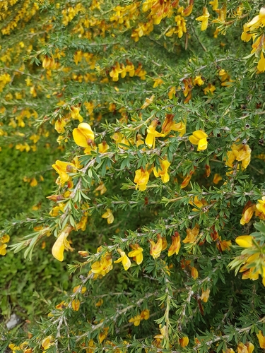 dwarf peashrub (Caragana aurantiaca)