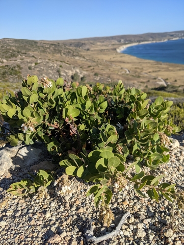 Santa Rosa Island Manzanita