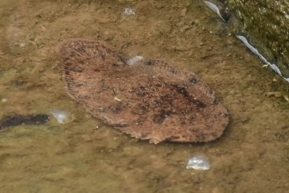Siamese Sole