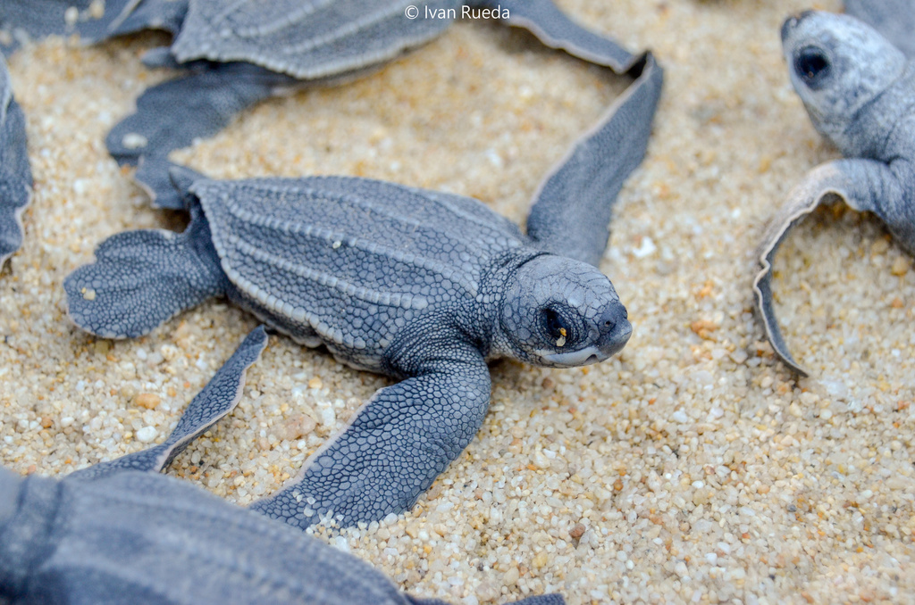 Leatherback Sea Turtle in May 2022 by Iván Rueda · iNaturalist