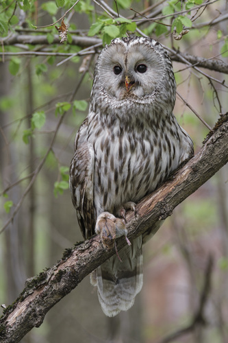 Ural Owl