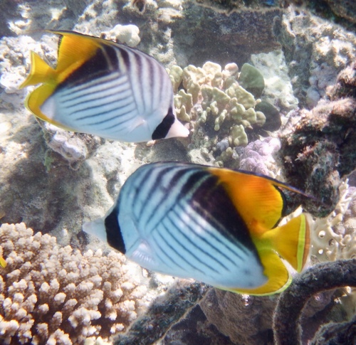 Threadfin Butterflyfish