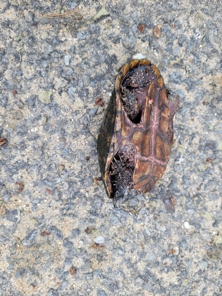 Eastern Musk Turtle from Baldwin on May 14, 2022 at 11:48 AM by Lisa ...