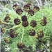 Fernleaf Biscuitroot - Photo (c) Charles Wright, all rights reserved, uploaded by Charles Wright