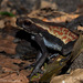 Spotted Toad - Photo (c) Ben, all rights reserved, uploaded by Ben