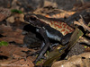 Spotted Toad - Photo (c) Ben Schweinhart, all rights reserved, uploaded by Ben Schweinhart