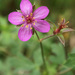 Geranium caespitosum - Photo (c) mattbuckingham, todos los derechos reservados, uploaded by mattbuckingham