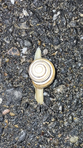 Vineyard Snail