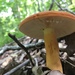 Lactifluus - Photo (c) InfamousArgyle, all rights reserved, uploaded by InfamousArgyle