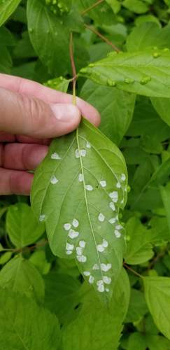 box elder pouch gall mite