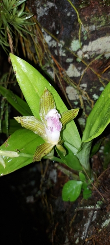 Galeottia ciliata