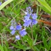 Veronica satureiifolia - Photo (c) Andréa Quattro., todos los derechos reservados, subido por Andréa Quattro.