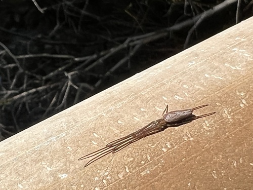 Tetragnatha versicolor