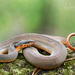 Plain-bellied Watersnake - Photo (c) William Wise, all rights reserved, uploaded by William Wise