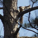Pineywoods Fox Squirrel - Photo (c) christian_cobb20, all rights reserved