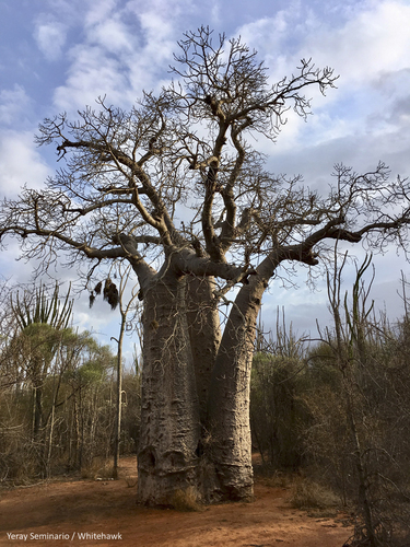 za baobab