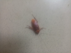 Periplaneta americana image