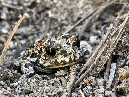 iNaturalist observation photo of Yosemite Toad