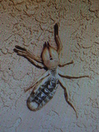 Eremorhax pulcher