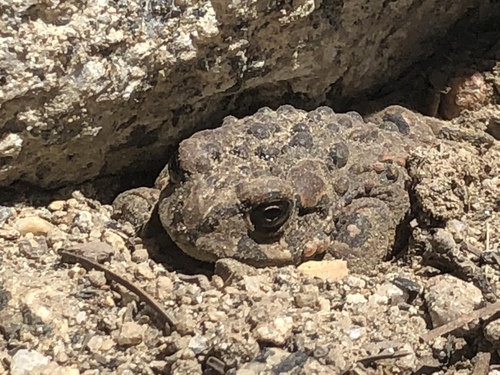 iNaturalist observation photo of Yosemite Toad