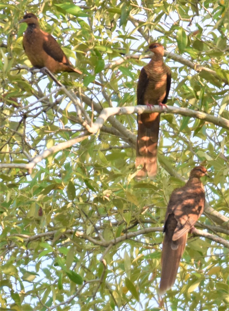 Timor Cuckoo-Dove photo