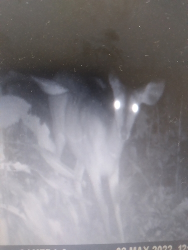 Northern Bushbuck