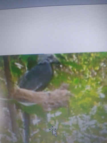 Black Dwarf Hornbill