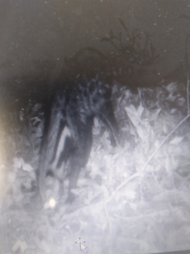 West African Civet