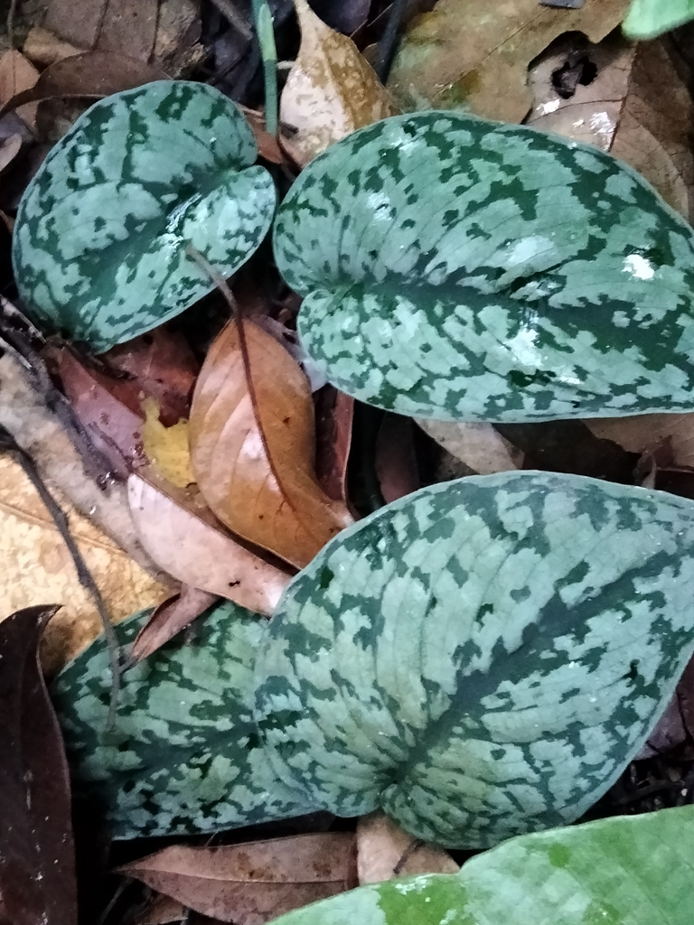 satin pothos (Scindapsus pictus) · iNaturalist satin pothos (Scindapsus pictus) · iNaturalist