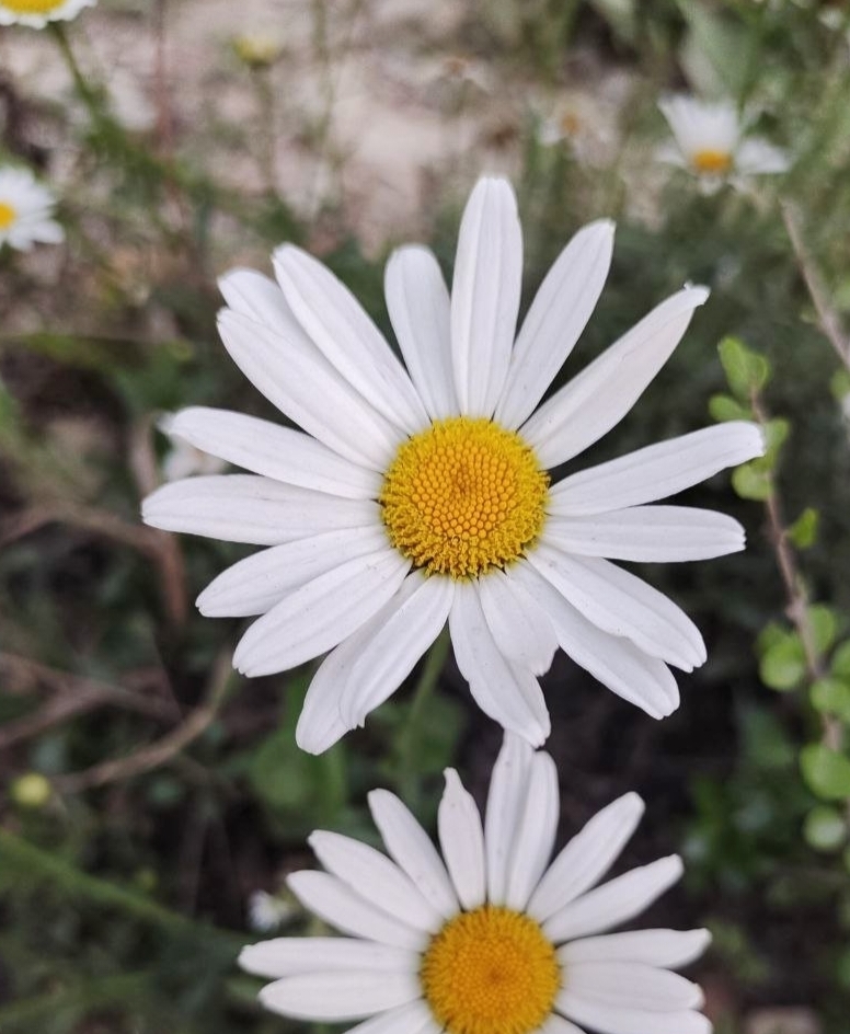 sunflowers, daisies, asters, and allies from vijayawada currency nagar