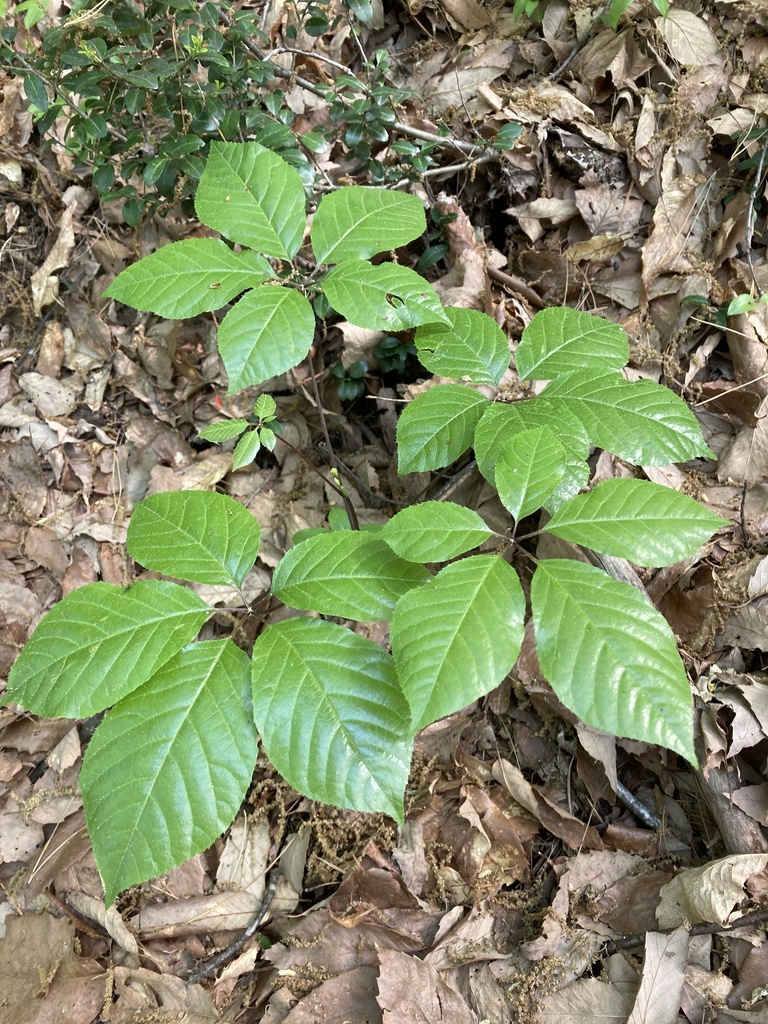 Chengiopanax sciadophylloides in May 2022 by Kazuma.i · iNaturalist