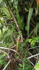 Aechmea nudicaulis image