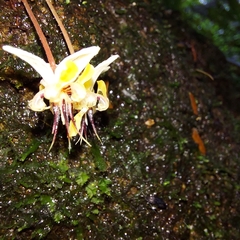 Theobroma cacao image