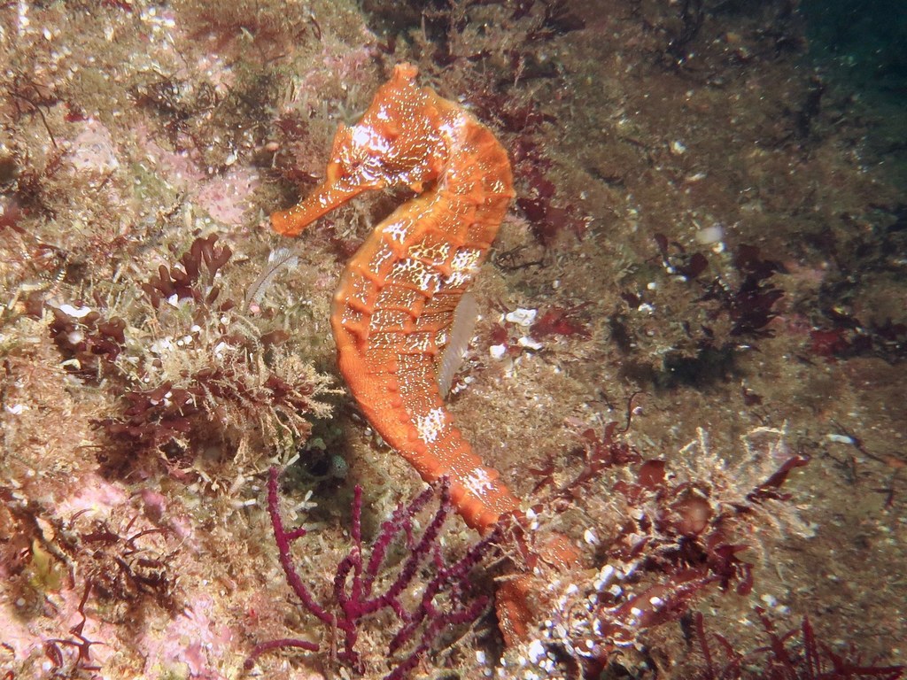 File:Cavalo Marinho (Hippocampus) - Aquário de São Paulo - panoramio.jpg -  Wikimedia Commons