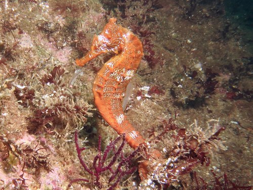 Giant Seahorse